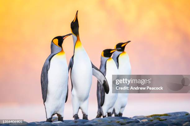 der königspinguin (aptenodytes patagonicus) ist die zweitgrößte pinguinart, kleiner, aber im aussehen dem kaiserpinguin ähnlich. - pinguin stock-fotos und bilder