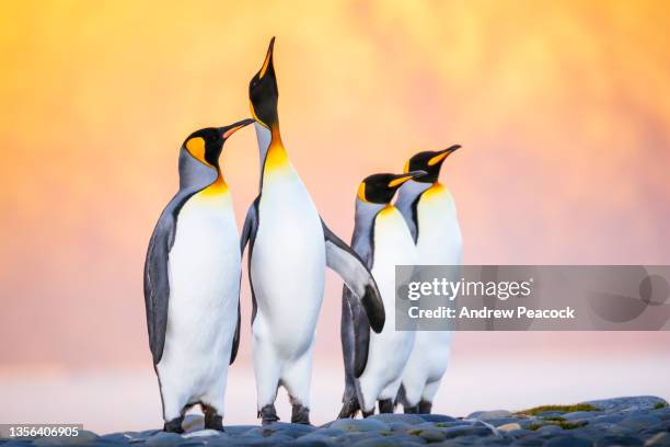 the king penguin (aptenodytes patagonicus) is the second largest species of penguin, smaller, but somewhat similar in appearance to the emperor penguin. - king penguin stockfoto's en -beelden
