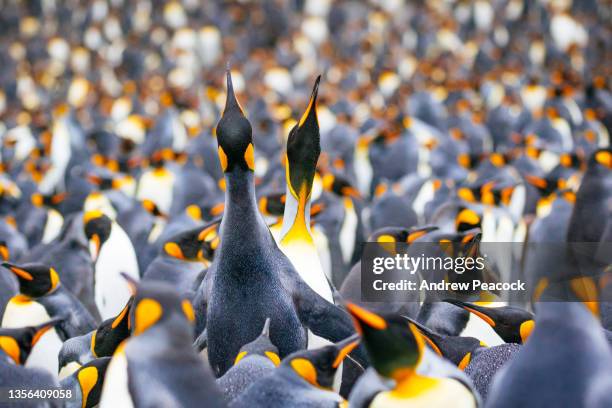 the king penguin (aptenodytes patagonicus) is the second largest species of penguin, smaller, but somewhat similar in appearance to the emperor penguin. - south georgia island stock pictures, royalty-free photos & images