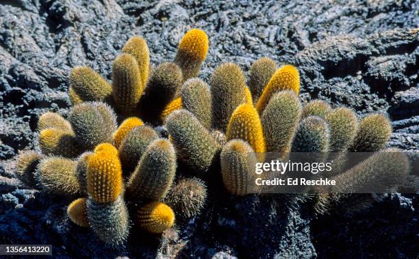 lava cactus (brachycereus nesioticus) on a lava flow, galapagos islands, ecuador - lava cacti brachycereus nesioticus stock pictures, royalty-free photos & images
