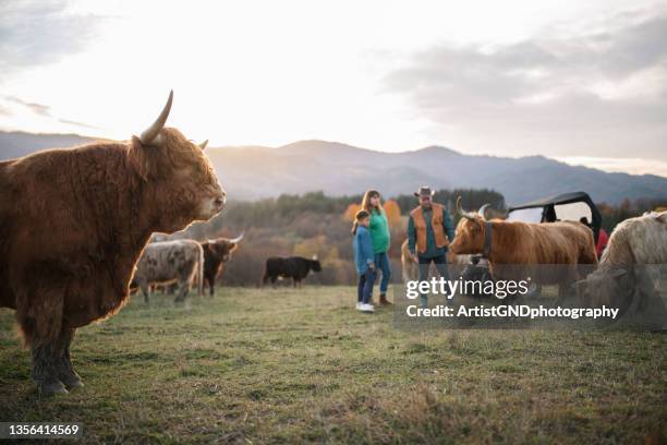A Day in the Life at a Mini Highland Cattle Ranch