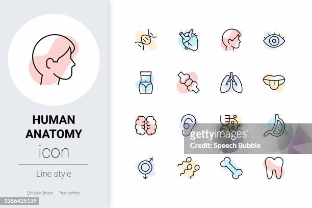 human anatomy, thin line vector icon set. - abdomen diagram stock illustrations