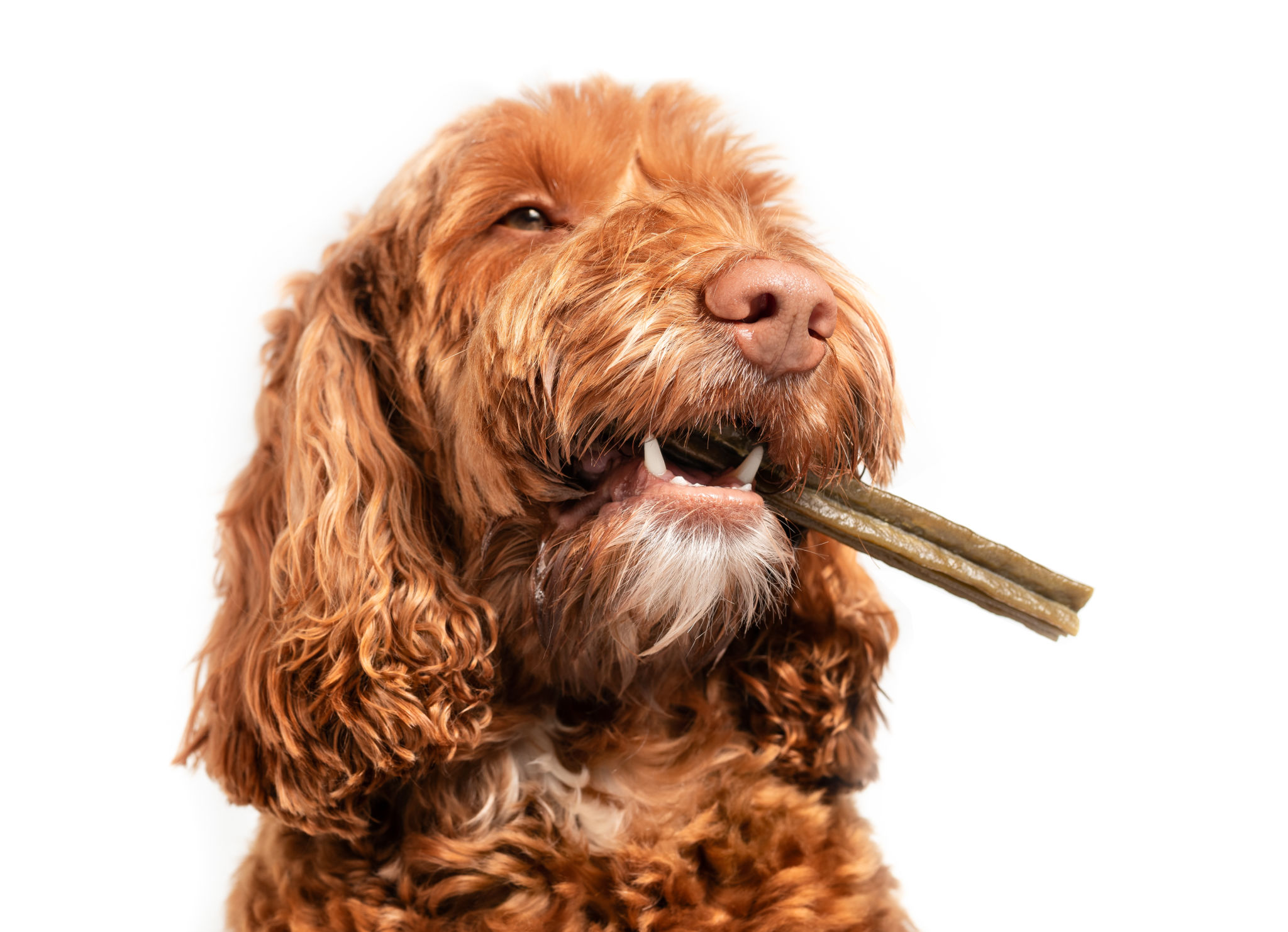 Dog with dental chew bone in mouth. Dog with dental chew bone in mouth.