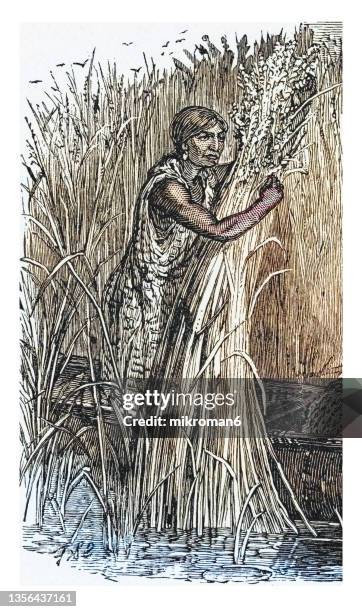 Wild Rice Tools Drawing.pdf 42 Rice Harvester Drawing Stock Photos, High-Res Pictures, and Images ...