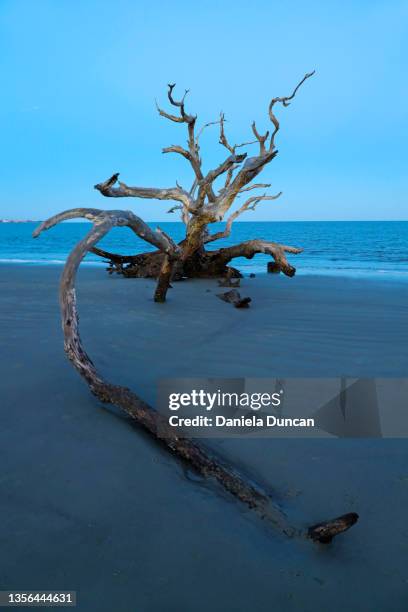 fallen trees at driftwood beach - jekyll island stockfoto's en -beelden