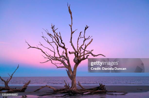 still standing. driftwood beach. - jekyll island stock pictures, royalty-free photos & images