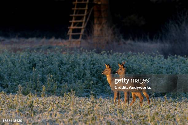 roebuck and doe - roe deer female stock pictures, royalty-free photos & images