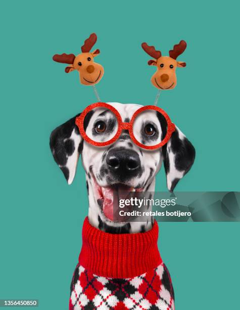 funny dalmatian dog at christmas - funny christmas dog stock pictures, royalty-free photos & images