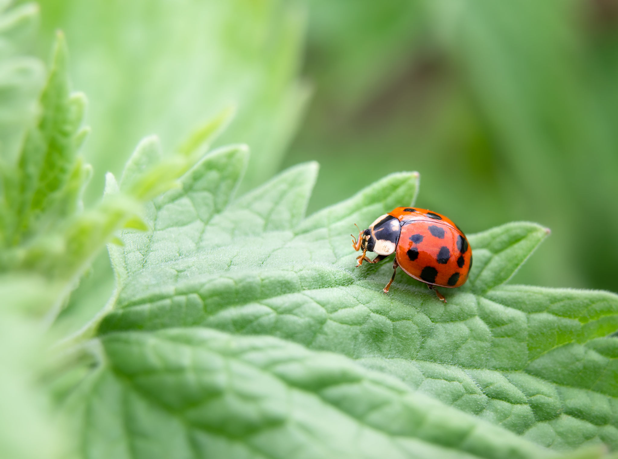 ladybug pest control