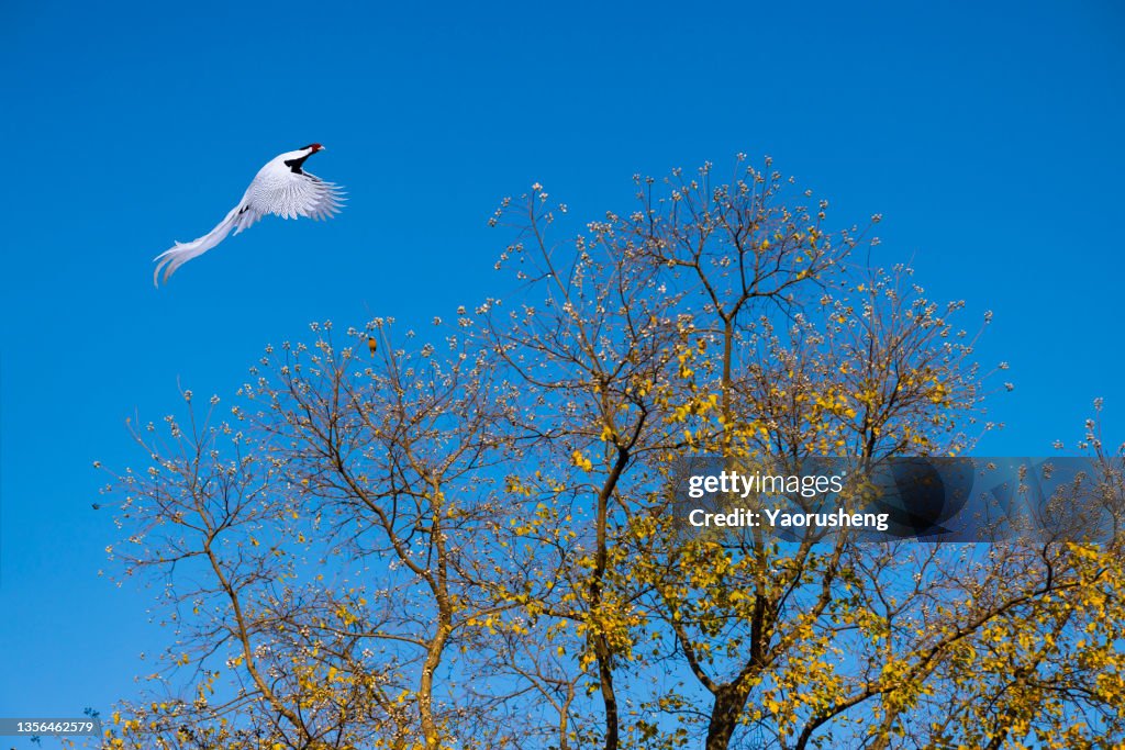 Bird in flight:Male Silver Pheasant