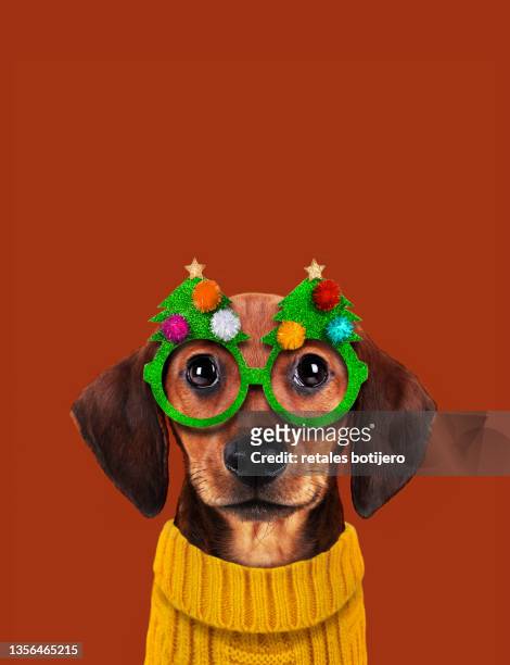 dachshund puppy at christmas - dachshund christmas - fotografias e filmes do acervo