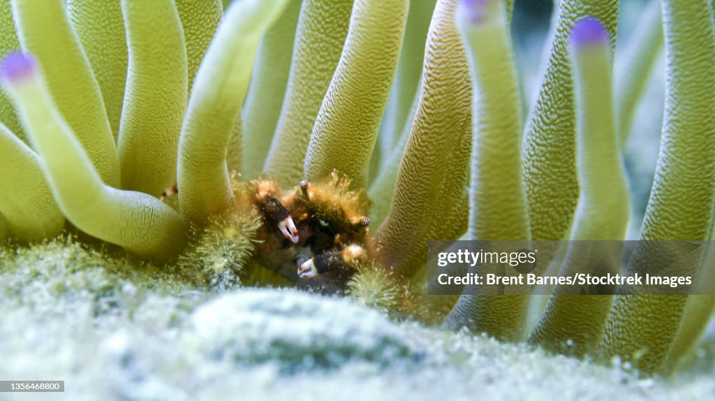 A banded clinging crab (Mithrax cinctimanus) in purple-tipped anemone.