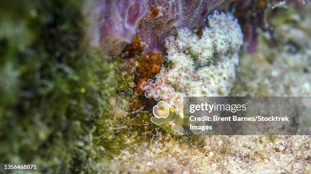 a lettuce sea slug (elysia crispata) nudibranch, saint croix. - crispata stock pictures, royalty-free photos & images