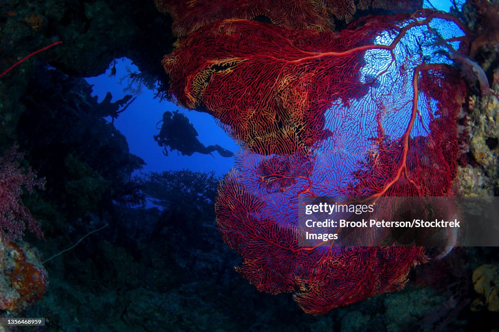 A diver enters a cave full of sea fans, Kadavu Island, Fiji.