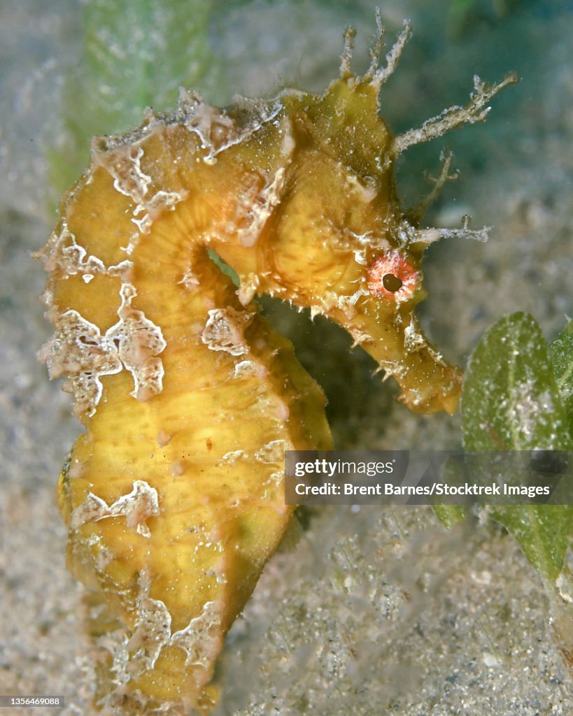 Lined seahorse (Hippocampus erectus).