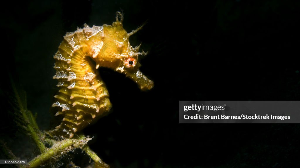 Lined seahorse (Hippocampus erectus).