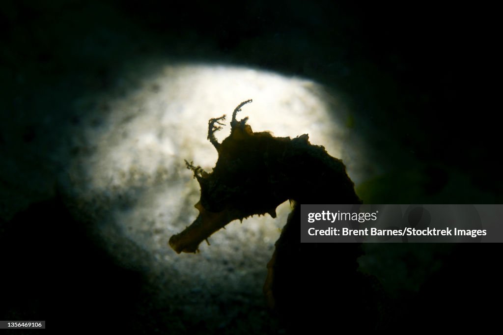 Silhouette of a lined seahorse (Hippocampus erectus).