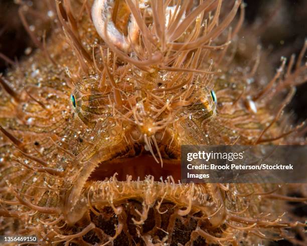 a face on portrait of a striated hairy frogfish, anilao, philippines. - anglerfish stock pictures, royalty-free photos & images