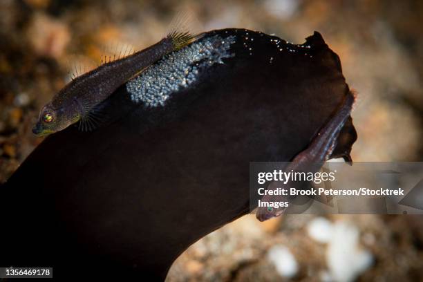 a pair of gobies on a tunicate have laid eggs and care for them until they hatch. - blenny stock pictures, royalty-free photos & images