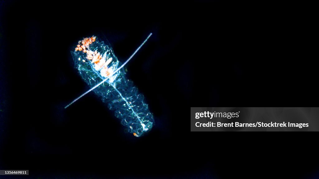Siphonophore, Forskalia sp., black background.