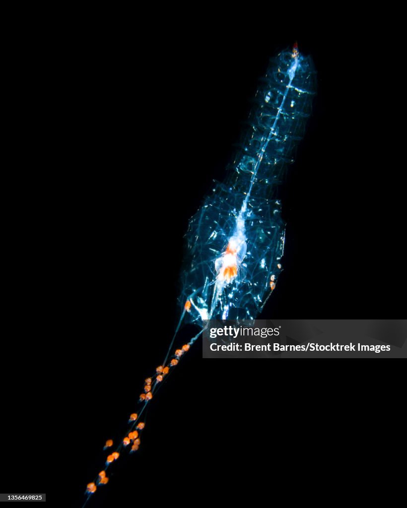 Siphonophore, Forskalia sp., black background.