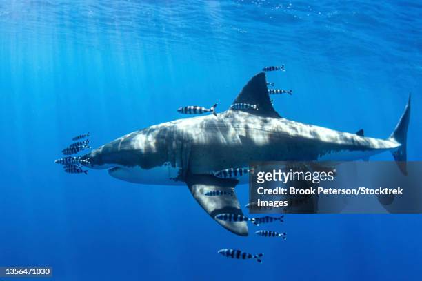 a great white shark is accompanied by scores of pilot fish. - symbiotic relationship stock pictures, royalty-free photos & images