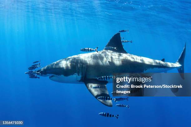 a great white shark is accompanied by scores of pilot fish. - symbiotic relationship 個照片及圖片檔