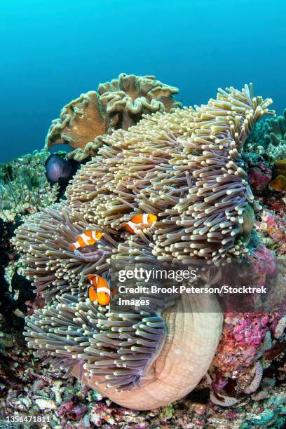 a trio of clownfish seeks shelter in an anemone, raja ampat, indonesia. - pesce pagliaccio di clark foto e immagini stock