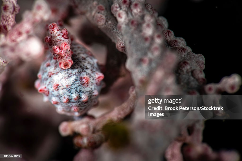 A pregnant pygmy seahorse (Hippocampus bargibanti), about to give birth, Anilao, Philippines.