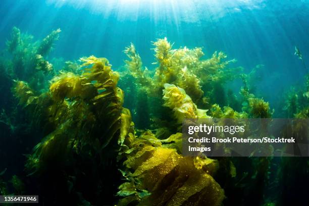 kelp forest, eastern pacific coast, california, usa. - kelp stock-fotos und bilder