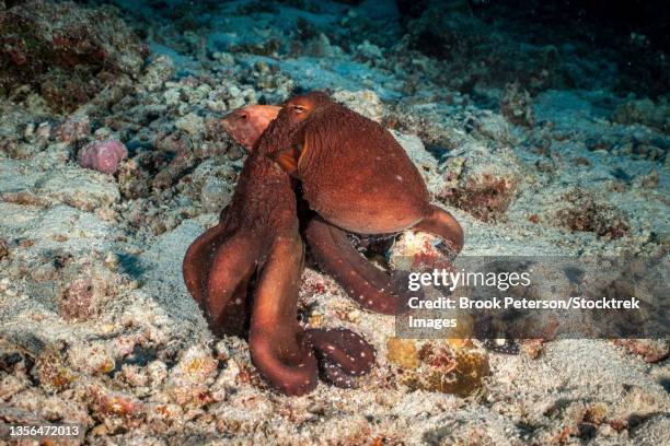a big blue octopus (octopus cyanea), poses on a rock while a grouper hides behind it, maldives. - day octopus stock pictures, royalty-free photos & images