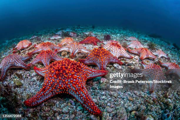 panamic cushion stars (pentaceraster cumingi), gather on the sea floor, sea of cortez. - mar de cortês imagens e fotografias de stock