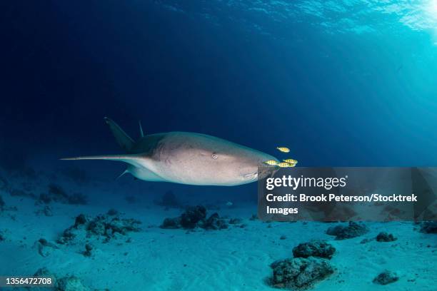 a nurse shark swims by with several pilot fish on it's nose, maldives. - nurse shark stockfoto's en -beelden