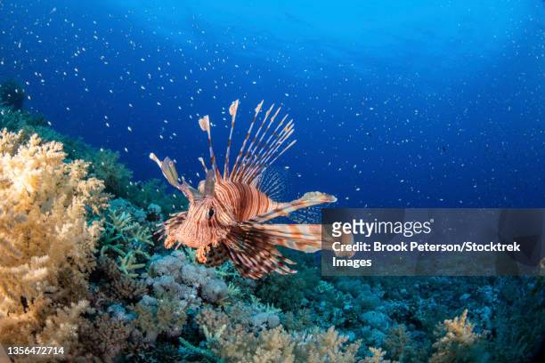 a lionfish hovers over a reef against a backdrop of thousands of reef fish, red sea. - lionfish stock pictures, royalty-free photos & images