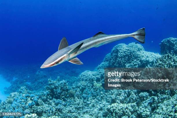 a remora free swimming without a host, red sea. - remora fish stock pictures, royalty-free photos & images