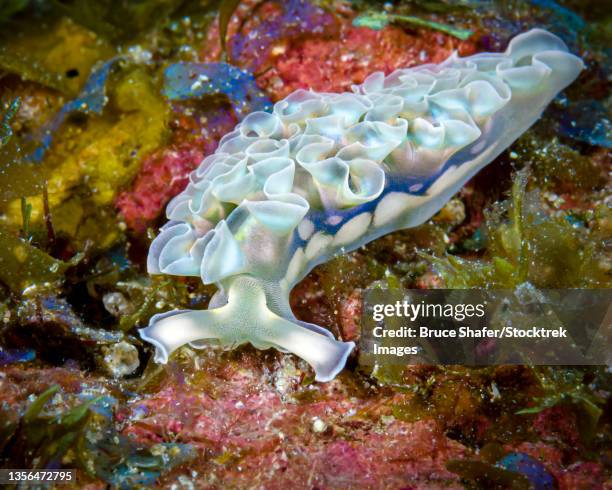 lettuce slug crawling along the reef, little cayman island. - lettuce sea slug stock pictures, royalty-free photos & images