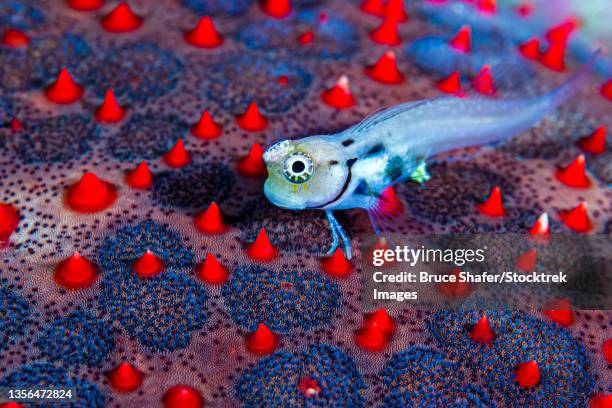 a young blenny on the back of a sea cushion, maldives. - blenny stock pictures, royalty-free photos & images