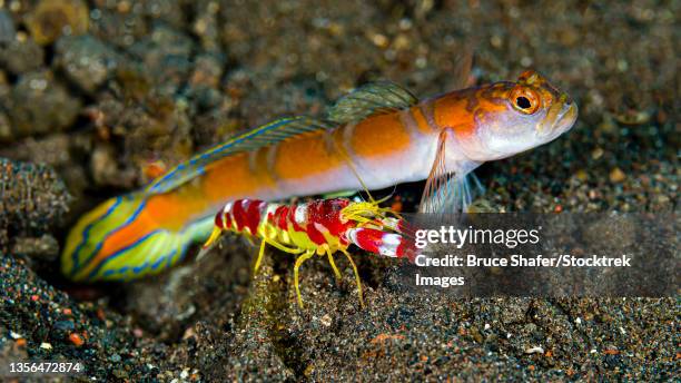 randall's snapping shrimp (alpheus randalli) with flagtail shrimpgoby (amblyeleotris yanoi). - trimma okinawae stock pictures, royalty-free photos & images