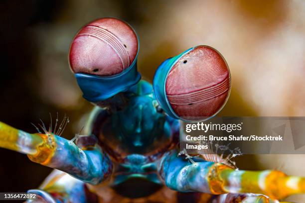 eyes of a peacock mantis (odontodactylus scyllarus). - mantis shrimp stock pictures, royalty-free photos & images