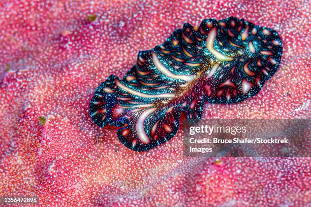 persian carpet flatworm (pseudobiceros bedfordi). - turbellaria stock pictures, royalty-free photos & images