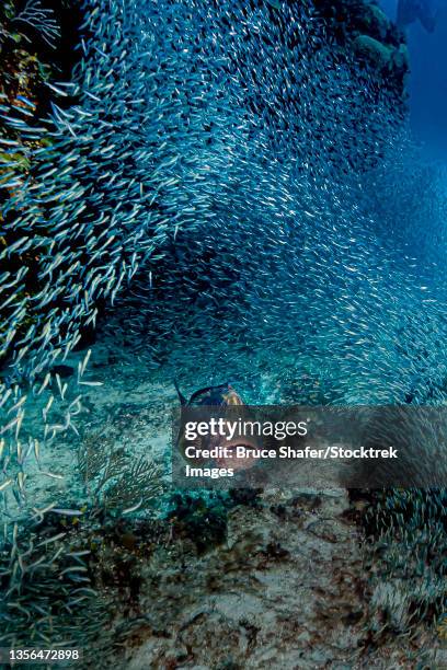 juvenile black grouper with schooling silversides, herrings and anchovies, cuba. - blackfin snapper stock pictures, royalty-free photos & images