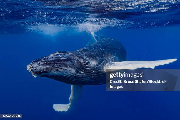 humpback whale (megaptera novaeangliae) calf playing at the surface. - pinna pettorale foto e immagini stock