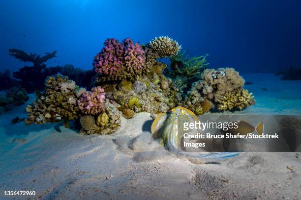 blue-spotted stingray on a reef in the red sea. - taeniura lymma stock pictures, royalty-free photos & images