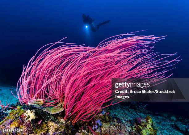 reef scene with diver in kimbe bay, papua new guinea. - whip coral stock pictures, royalty-free photos & images