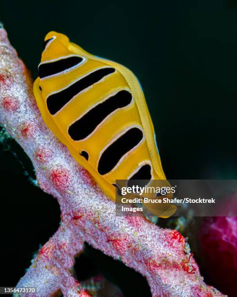 Tigger Shell 48 Tiger Cowrie Shell Stock Photos, High-Res Pictures, and Images ...