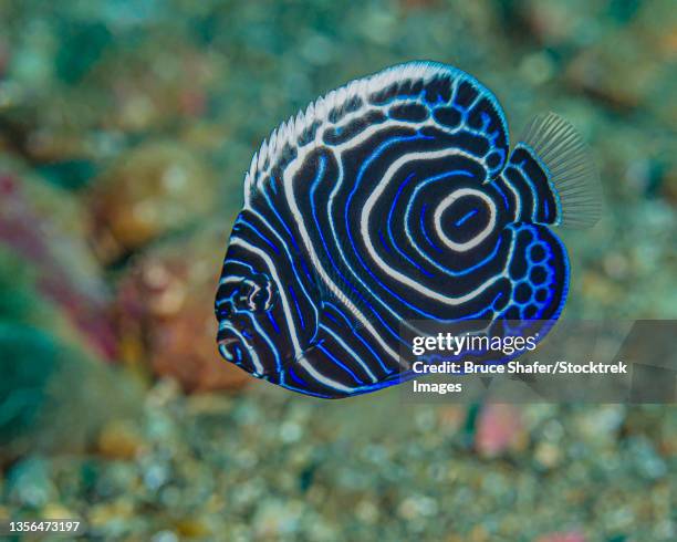 a juvenile emperor angelfish (pomacanthus imperator), ambon, indonesia. - kaiserfisch stock-fotos und bilder