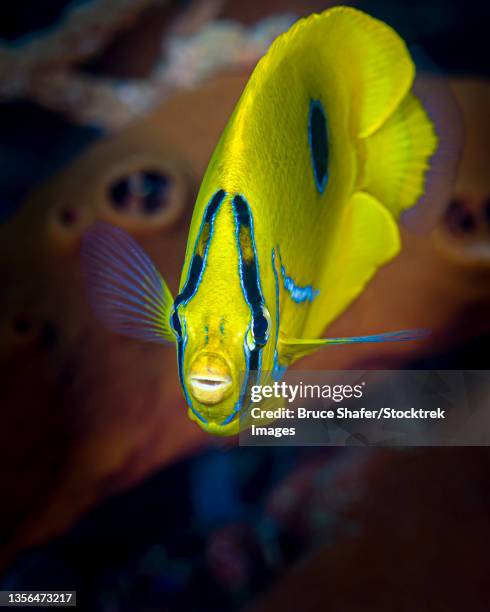 head-on shot of an eclipse butterflyfish (chaetodon bennetti). - chaetodon bennetti stock pictures, royalty-free photos & images