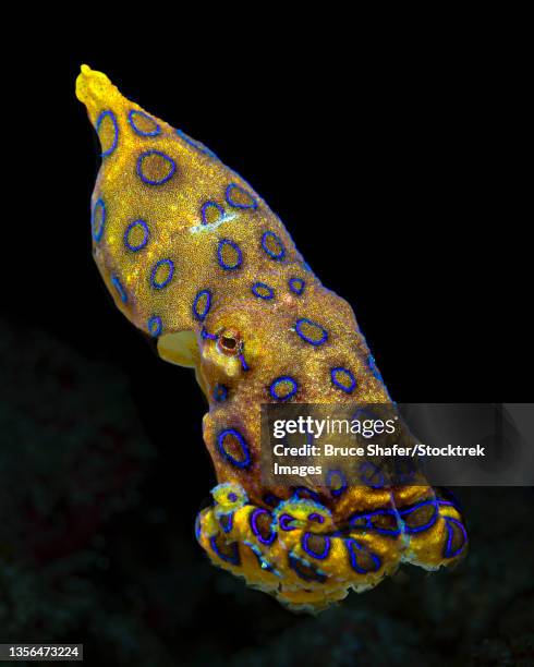 snooted, free-swimming blue-ringed octopus (hapalochlaena spp.) - blue ringed octopus stock pictures, royalty-free photos & images