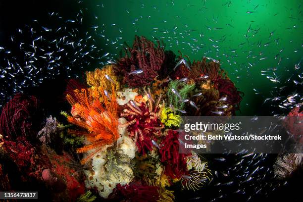 green water, colorful corals and glassfish in komodo national park, indonesia. - scyphocrinites elegans fotografías e imágenes de stock