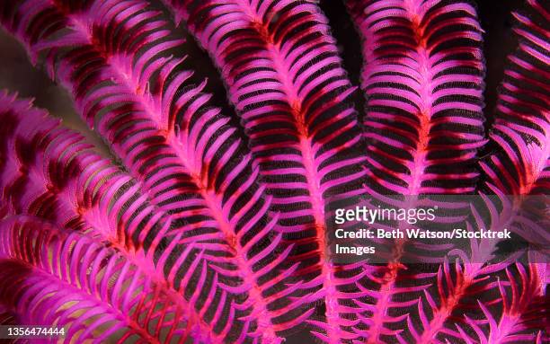 pink and red crinoid (crinoidea), komodo national park, indonesia. - scyphocrinites elegans fotografías e imágenes de stock